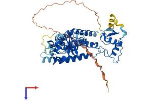 PPARD Protein (AA 1-440) (His tag)