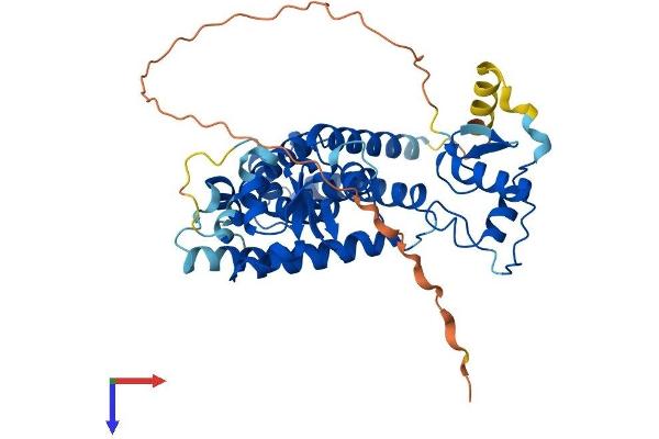 PPARD Protein (AA 1-440) (His tag)