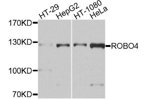 Western blot analysis of extracts of various cell lines, using ROBO4 antibody. (ROBO4 Antikörper)
