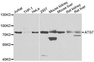 Western blot analysis of extracts of various cell lines, using ATG7 antibody. (ATG7 Antikörper  (AA 500-676))