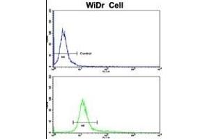 Flow cytometric analysis of WiDr cells using CTDP1 Antibody (N-term)(bottom histogram) compared to a negative control cell (top histogram).