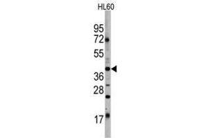 Image no. 1 for anti-POU Class 5 Homeobox 1 (POU5F1) antibody (ABIN357429) (OCT4 Antikörper)