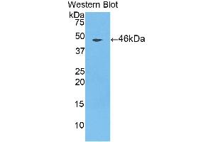 Detection of Recombinant CTSL, Porcine using Polyclonal Antibody to Cathepsin L (CTSL) (Cathepsin L Antikörper  (AA 115-288))