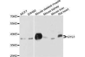 Western blot analysis of extracts of various cell lines, using GYG1 antibody (ABIN4903856) at 1:1000 dilution. (Glycogenin 1 Antikörper)