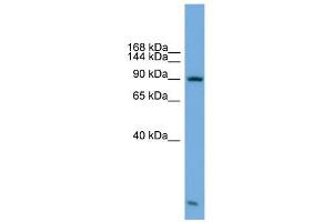 KIFAP3 antibody used at 1 ug/ml to detect target protein.