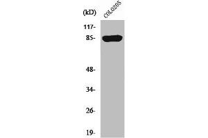 Western Blot analysis of COLO205 cells using REP-2 Polyclonal Antibody (CHML Antikörper  (Internal Region))