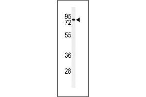 Western blot analysis of CIRH1A Antibody (N-term) (ABIN653909 and ABIN2843146) in Neuro-2a cell line lysates (35 μg/lane). (CIRH1A Antikörper  (N-Term))