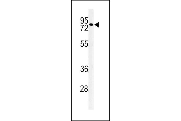 CIRH1A Antikörper  (N-Term)