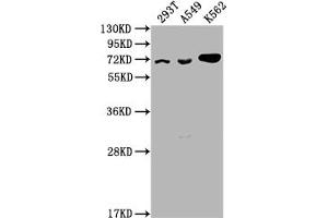 Western Blot Positive WB detected in: 293T whole cell lysate, A549 whole cell lysate, K562 whole cell lysate All lanes: ATAD3A antibody at 1:2000 Secondary Goat polyclonal to rabbit IgG at 1/50000 dilution Predicted band size: 72, 67, 58 kDa Observed band size: 72 kDa (ATAD3A Antikörper  (AA 2-240))