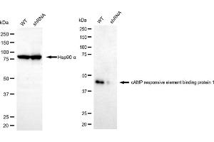 Western blotting analysis using cAMP responsive element binding protein 1 responsive element binding protein 1 antibody (ABIN7797856).