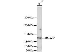 Western blot analysis of extracts of HeLa cells, using R antibody (ABIN7269874) at 1:1000 dilution. (RASAL2 Antikörper  (AA 750-1040))