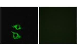 Immunofluorescence (IF) image for anti-Olfactory Receptor, Family 5, Subfamily AP, Member 2 (OR5AP2) (AA 267-316) antibody (ABIN2890945) (OR5AP2 Antikörper  (AA 267-316))