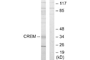 Western blot analysis of extracts from K562 cells, using CREM antibody. (CREM Antikörper)