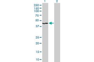Western Blot analysis of INPP1 expression in transfected 293T cell line by INPP1 MaxPab polyclonal antibody. (INPP1 Antikörper  (AA 1-399))