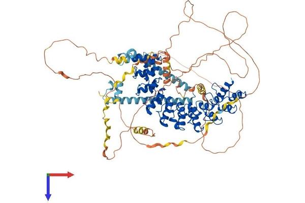 Espin Protein (ESPN) (AA 1-871) (His tag)