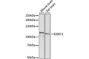 Western blot analysis of extracts of various cell lines, using IQSEC1 antibody (ABIN7268018) at 1:1000 dilution. (IQSEC1 Antikörper  (AA 180-380))