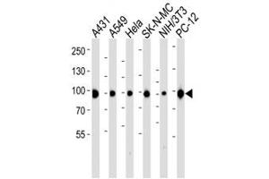 Western blot analysis of lysate from A431, A549, HeLa, SK-N-MC, mouse NIH3T3, rat PC-12 cell line using HSP-90 antibody diluted at 1:1000 for each lane.
