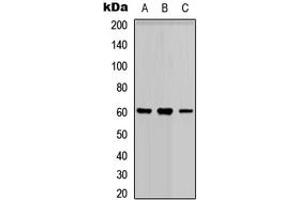 Western blot analysis of PARP3 expression in HEK293T (A), Raw264.