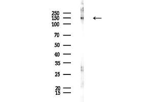 anti-Par-3 Partitioning Defective 3 Homolog (PARD3) (C-Term) antibody