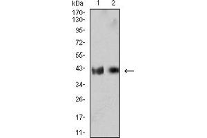 IL2RG antibody  (AA 23-262)