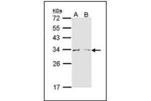 Western Blot analysis using ARG1 antibody at 1/1000 dilution.