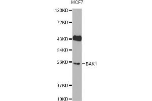 Western blot analysis of extracts of MCF7 cells, using BAK1 Antibody (ABIN6291815). (BAK1 Antikörper)