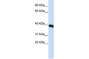 WB Suggested Anti-POU1F1 Antibody Titration:  0. (POU1F1 Antikörper  (Middle Region))