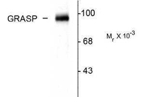 Image no. 1 for anti-GRP1 (General Receptor For phosphoinositides 1)-Associated Scaffold Protein (GRASP) (C-Term) antibody (ABIN303956) (Tamalin/GRASP Antikörper  (C-Term))