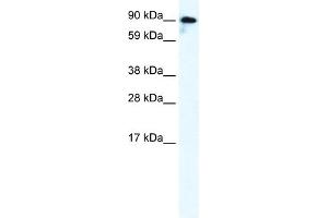 WB Suggested Anti-GRIK2 Antibody Titration:  0. (GRIK2 Antikörper  (C-Term))