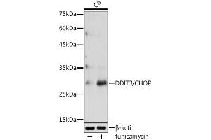 Western blot analysis of extracts of C6 cells, using DDIT3/CHOP antibody (ABIN6131562, ABIN6139460, ABIN6139463 and ABIN6215170) at 1:1000 dilution.