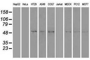 Image no. 2 for anti-Sonic Hedgehog (SHH) (AA 24-197) antibody (ABIN1491248) (Sonic Hedgehog Antikörper  (AA 24-197))
