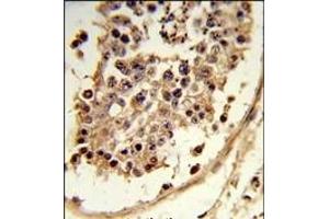 Formalin-fixed and paraffin-embedded human testis tissue reacted with CXCR7 Antibody (C-term), which was peroxidase-conjugated to the secondary antibody, followed by DAB staining. (CXCR7 Antikörper  (C-Term))