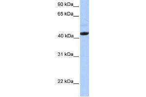 Western Blotting (WB) image for anti-Ectodysplasin A Receptor (EDAR) antibody (ABIN2459324) (EDAR Antikörper)