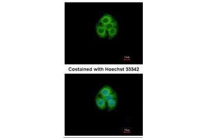 ICC/IF Image Immunofluorescence analysis of methanol-fixed Hep G2, using GLYATL1, antibody at 1:500 dilution. (GLYATL1 Antikörper)