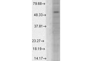 Western Blot analysis of Human Cell line lysates showing detection of GABA A Receptor protein using Mouse Anti-GABA A Receptor Monoclonal Antibody, Clone S95-35 . (GABRA1 Antikörper  (AA 355-394) (Biotin))