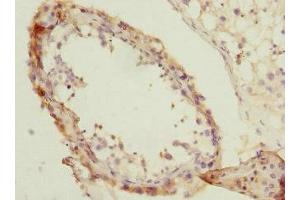 Immunohistochemistry of paraffin-embedded human testis tissue using ABIN7154259 at dilution of 1:100