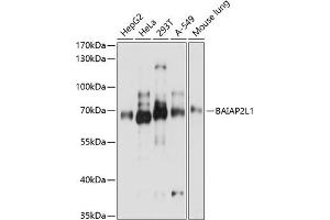 Western blot analysis of extracts of various cell lines, using BL1 antibody (ABIN7265824) at 1:3000 dilution. (BAIAP2L1 Antikörper  (AA 198-388))