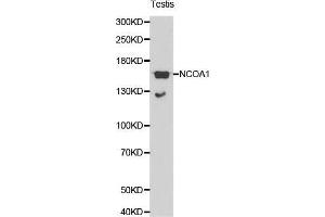 Western Blotting (WB) image for anti-Nuclear Receptor Coactivator 1 (NCOA1) (AA 1222-1441) antibody (ABIN3021492)