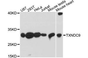 Western blot analysis of extracts of various cell lines, using TXNDC9 antibody. (TXNDC9 Antikörper  (AA 1-110))