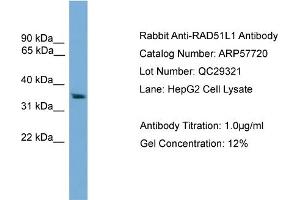 WB Suggested Anti-RAD51L1  Antibody Titration: 0. (RAD51 Homolog B Antikörper  (Middle Region))