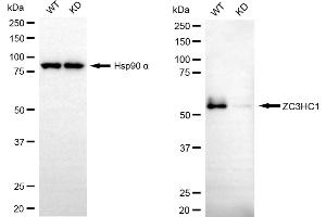 Western blotting analysis using ZC3HC1 antibody (ABIN7800903).