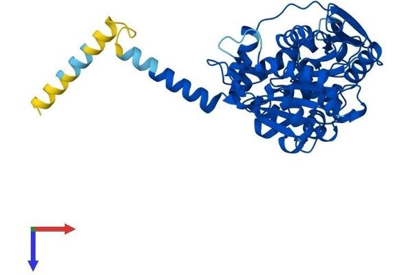 ABHD3 Protein (AA 1-409) (His tag)