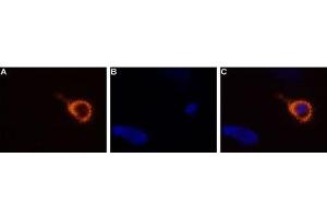 Expression of TRPV3 in rat DRG primary culture - Cell surface detection of TRPV3 in living rat dorsal root ganglion (DRG) primary culture using Anti-TRPV3 (extracellular) Antibody (ABIN7043847, ABIN7043992 and ABIN7043993), (1:50-1:100), followed by goat anti-rabbit-AlexaFluor-555 secondary antibody (A).