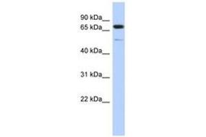 Image no. 1 for anti-Cyclin D Binding Myb-Like Transcription Factor 1 (DMTF1) (AA 611-660) antibody (ABIN6742527) (DMP1 Antikörper  (AA 611-660))