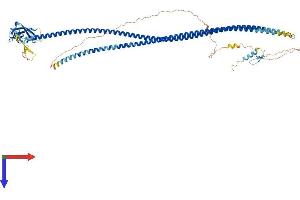 CALCOCO1 Protein (AA 1-691) (His tag)