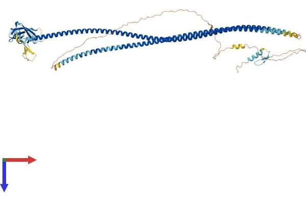 CALCOCO1 Protein (AA 1-691) (His tag)