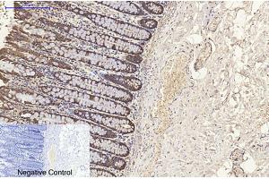 Immunohistochemical analysis of paraffin-embedded human colon tissue.