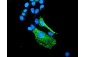 Anti-BEST3 mouse monoclonal antibody (ABIN2453885) immunofluorescent staining of COS7 cells transiently transfected by pCMV6-ENTRY BEST3 (RC218436). (Bestrophin 3 Antikörper)