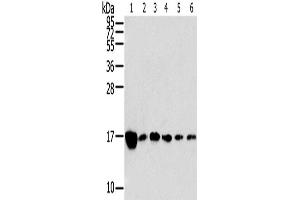 Western Blotting (WB) image for anti-Ribosomal Protein, Large, P2 (RPLP2) antibody (ABIN2424110) (RPLP2 Antikörper)