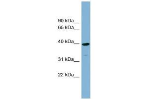 WB Suggested Anti-CRTAP Antibody Titration:  0.